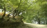 Image of landscape