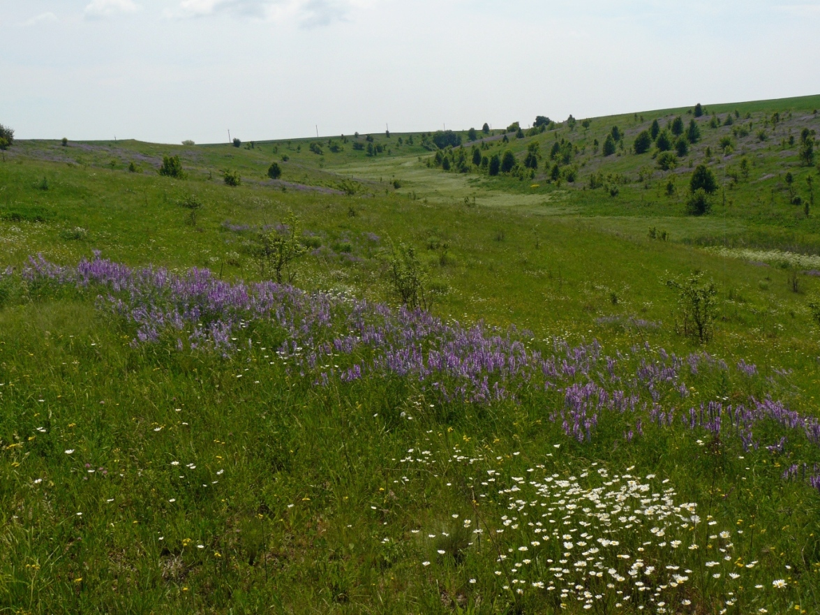 Снежки, image of landscape/habitat.