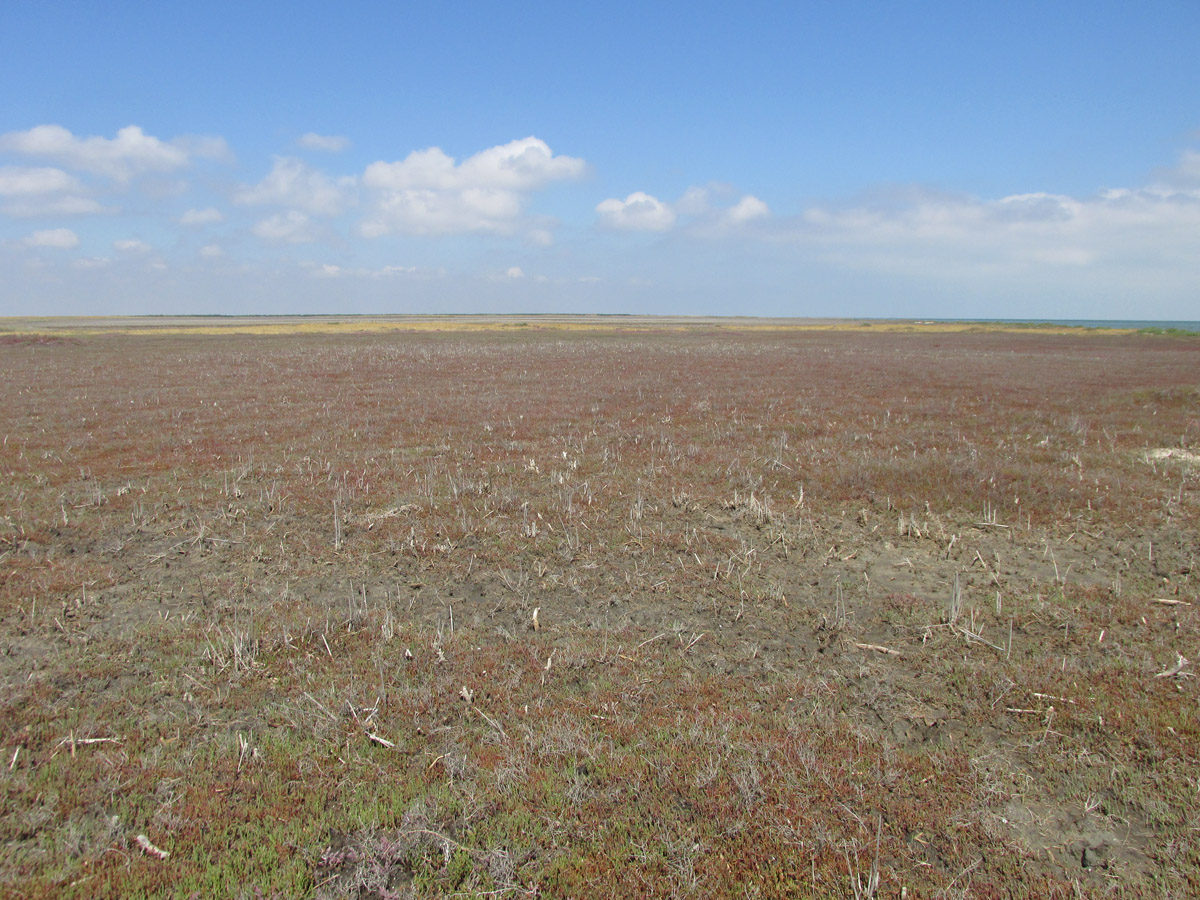 Заказник Присивашский, image of landscape/habitat.