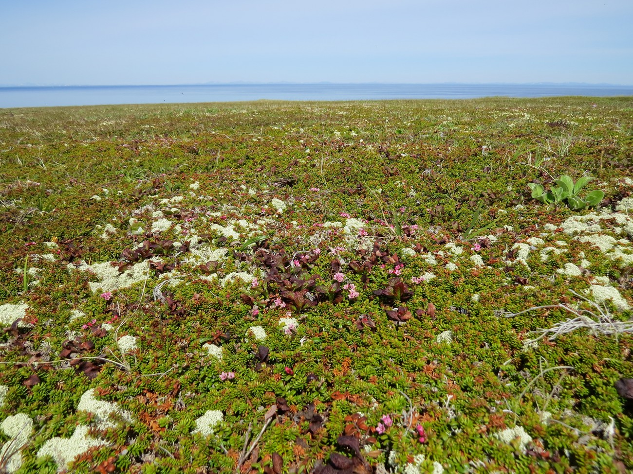 Остров Верхотурова, image of landscape/habitat.