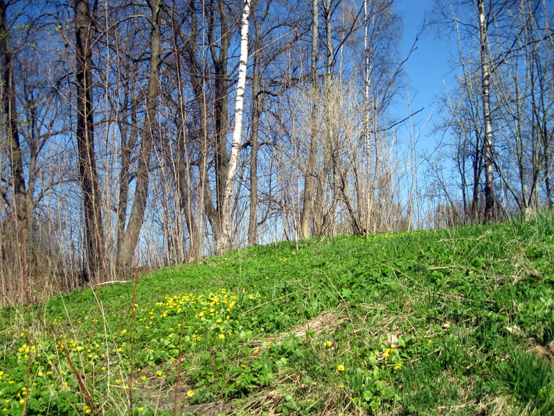 Город Пушкин, image of landscape/habitat.
