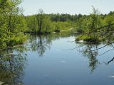 Большой Черемшан, Димитровград, image of landscape/habitat.