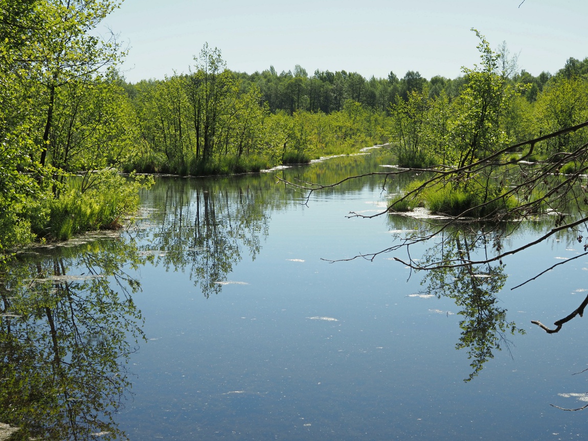 Большой Черемшан, Димитровград, image of landscape/habitat.
