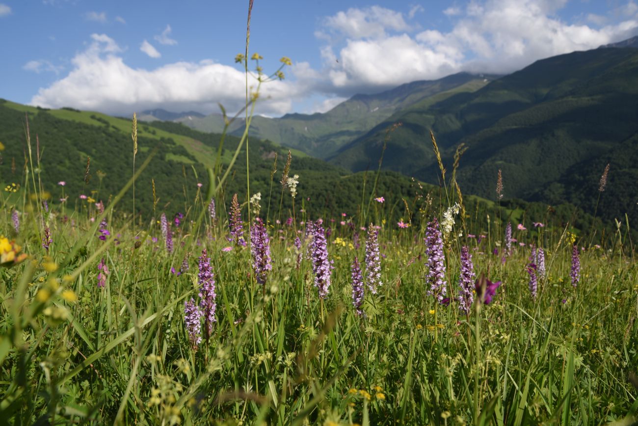 Лес между Хакмадой и Хочелдой, image of landscape/habitat.
