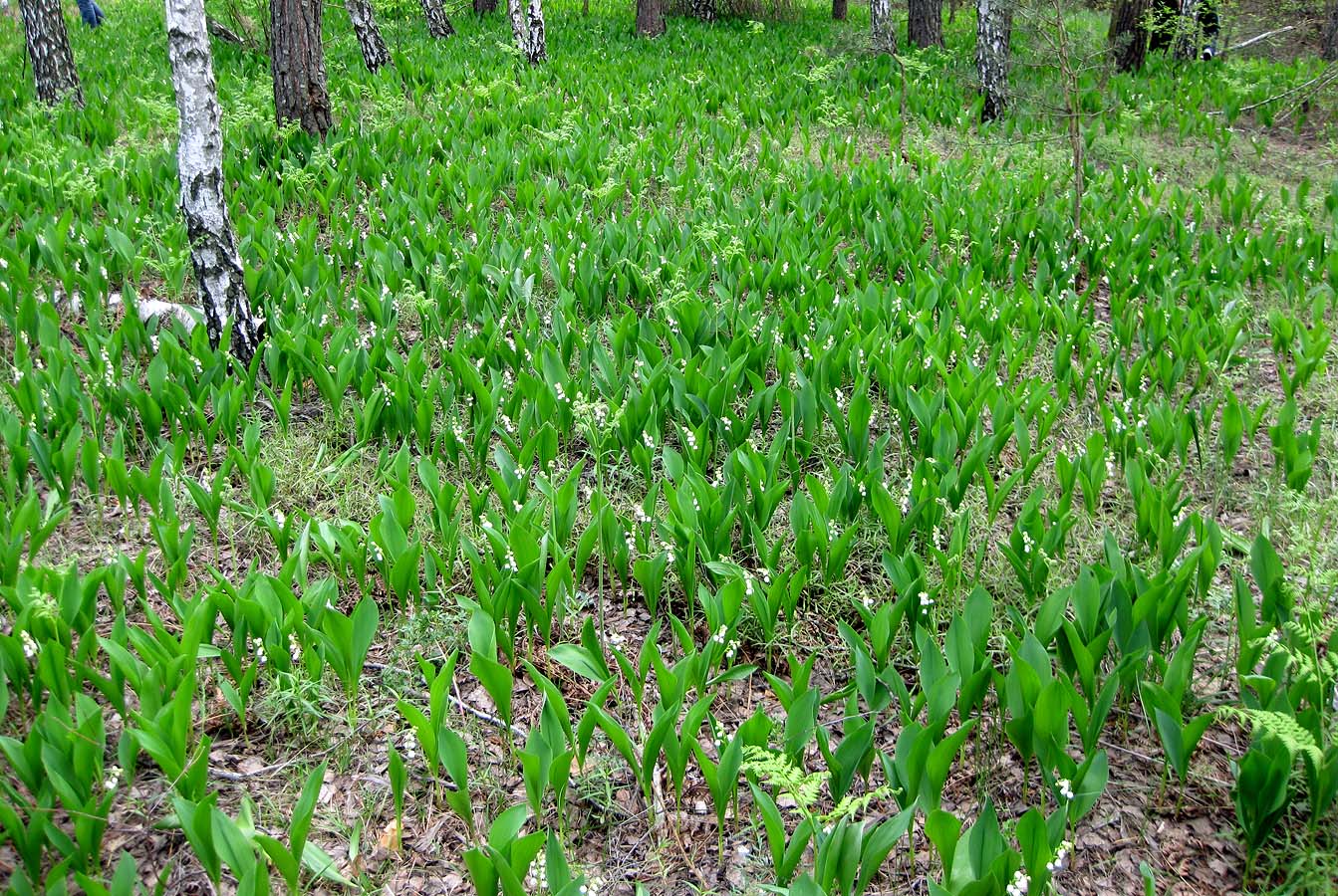 Лесники, боровая часть, image of landscape/habitat.