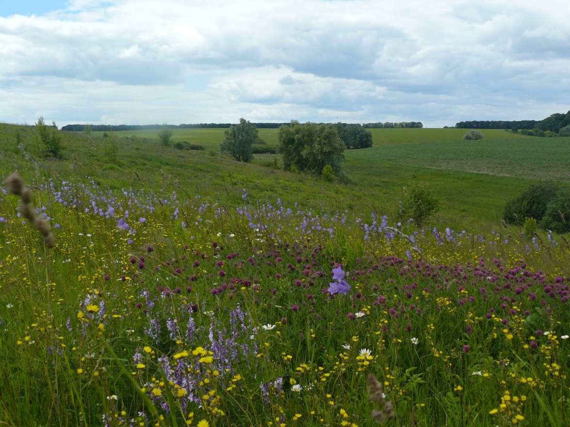 Снежки, image of landscape/habitat.