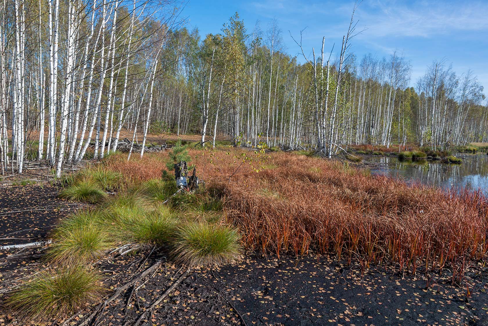 Большое Каринское Болото, image of landscape/habitat.