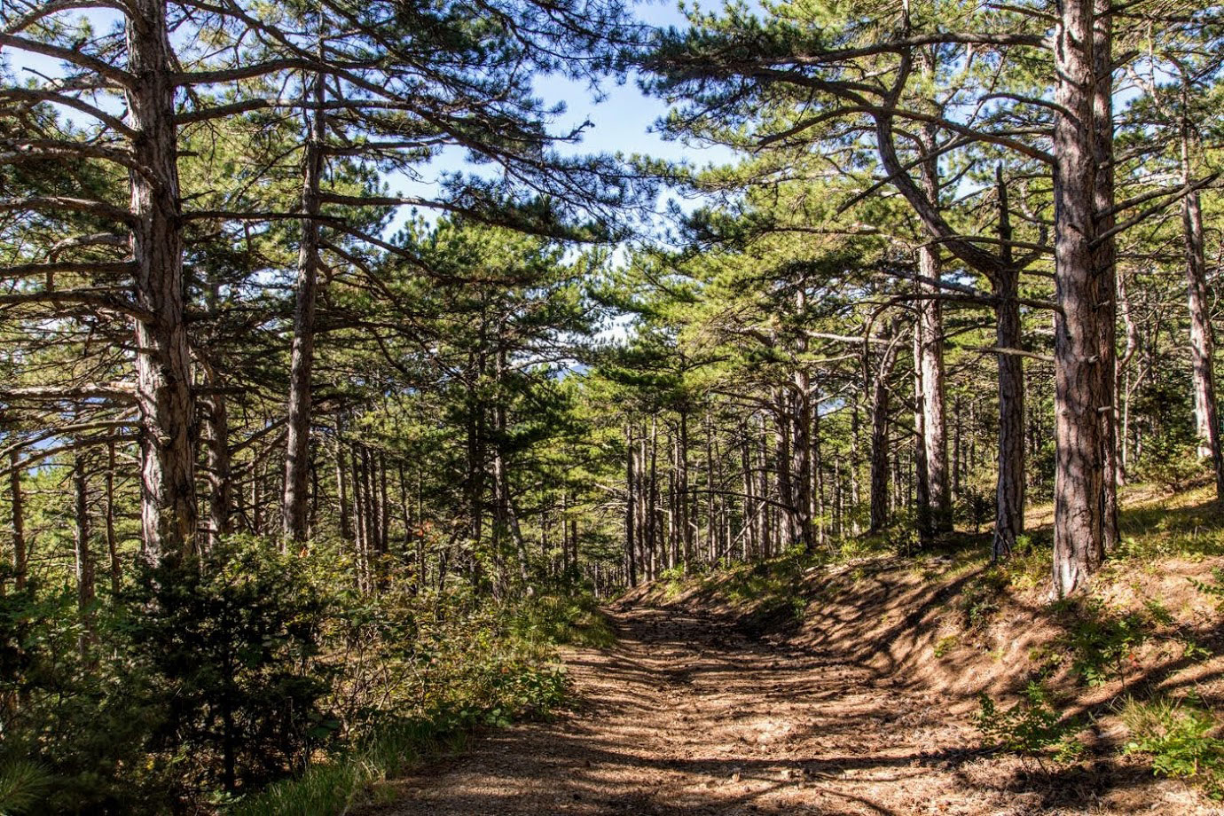 Никитская расселина, image of landscape/habitat.