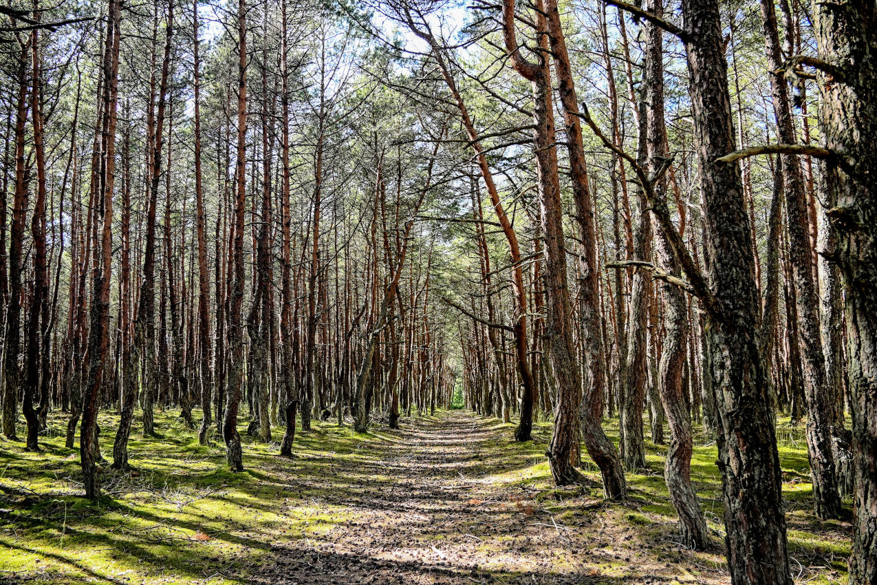 Танцующий лес, image of landscape/habitat.