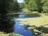 Большой Черемшан, Димитровград, image of landscape/habitat.