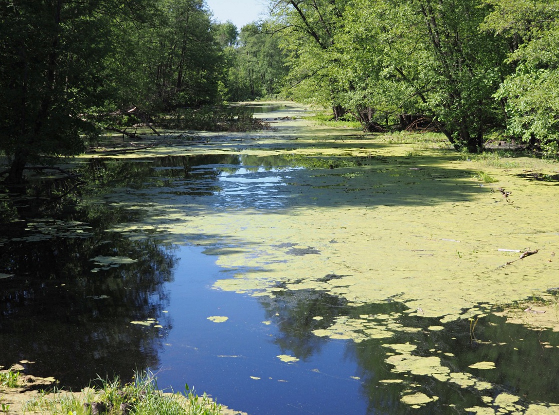 Большой Черемшан, Димитровград, image of landscape/habitat.