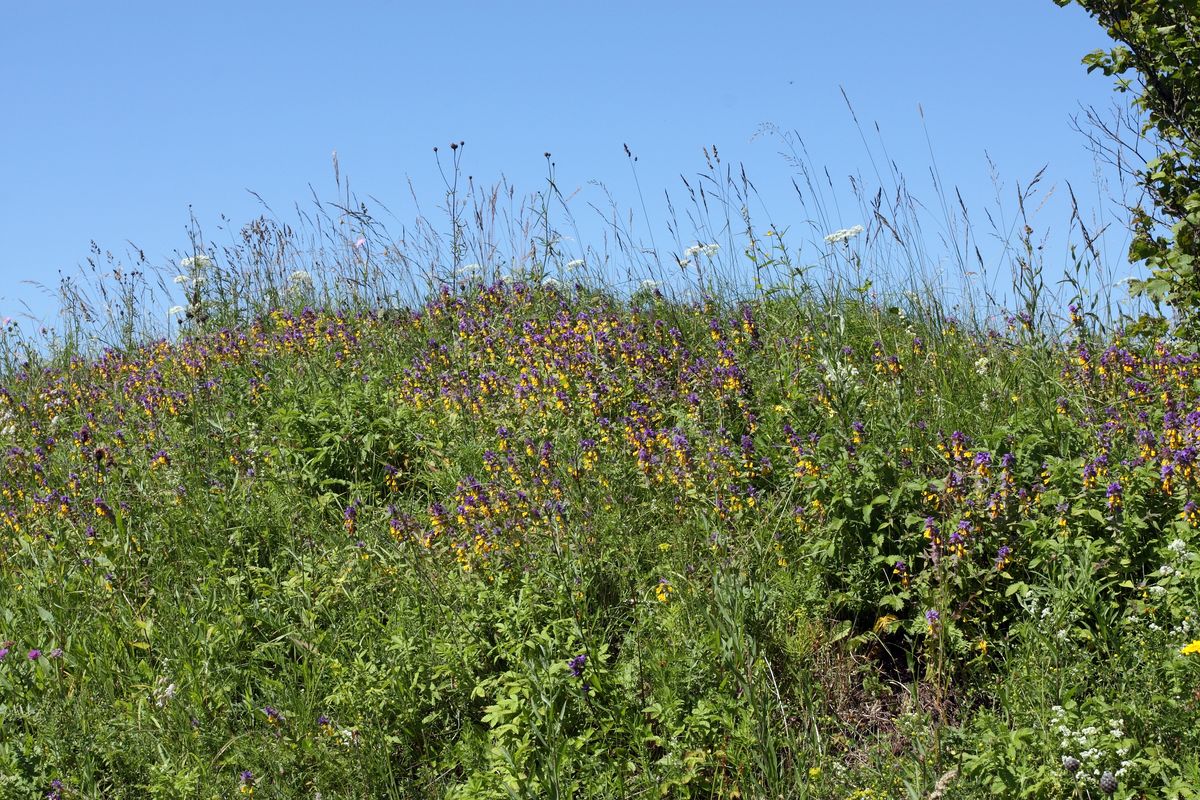 Кирхгофские высоты, image of landscape/habitat.