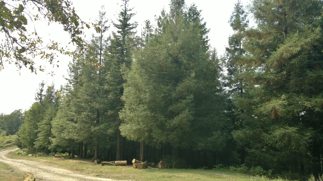 Верхнеармянское Лоо и вокруг, image of landscape/habitat.