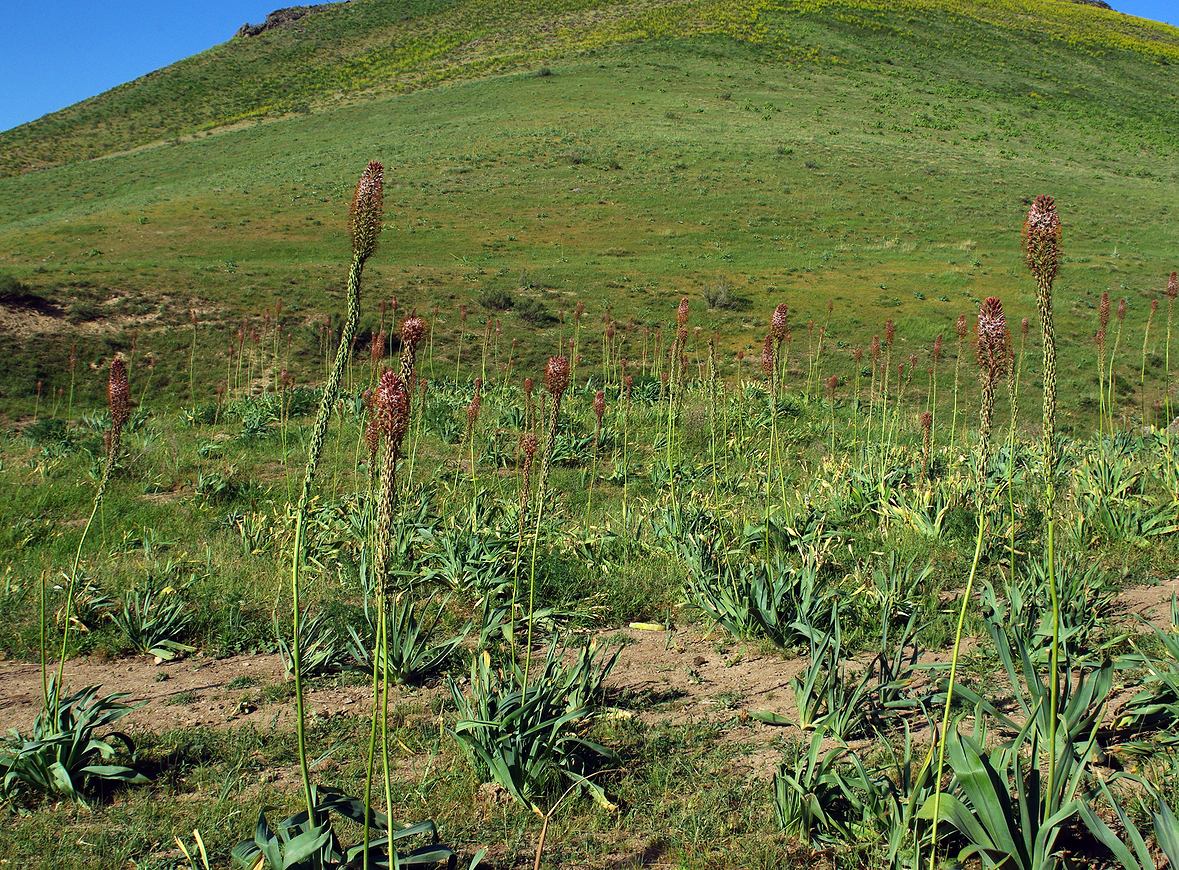 Боролдай, image of landscape/habitat.