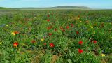 Опук, image of landscape/habitat.