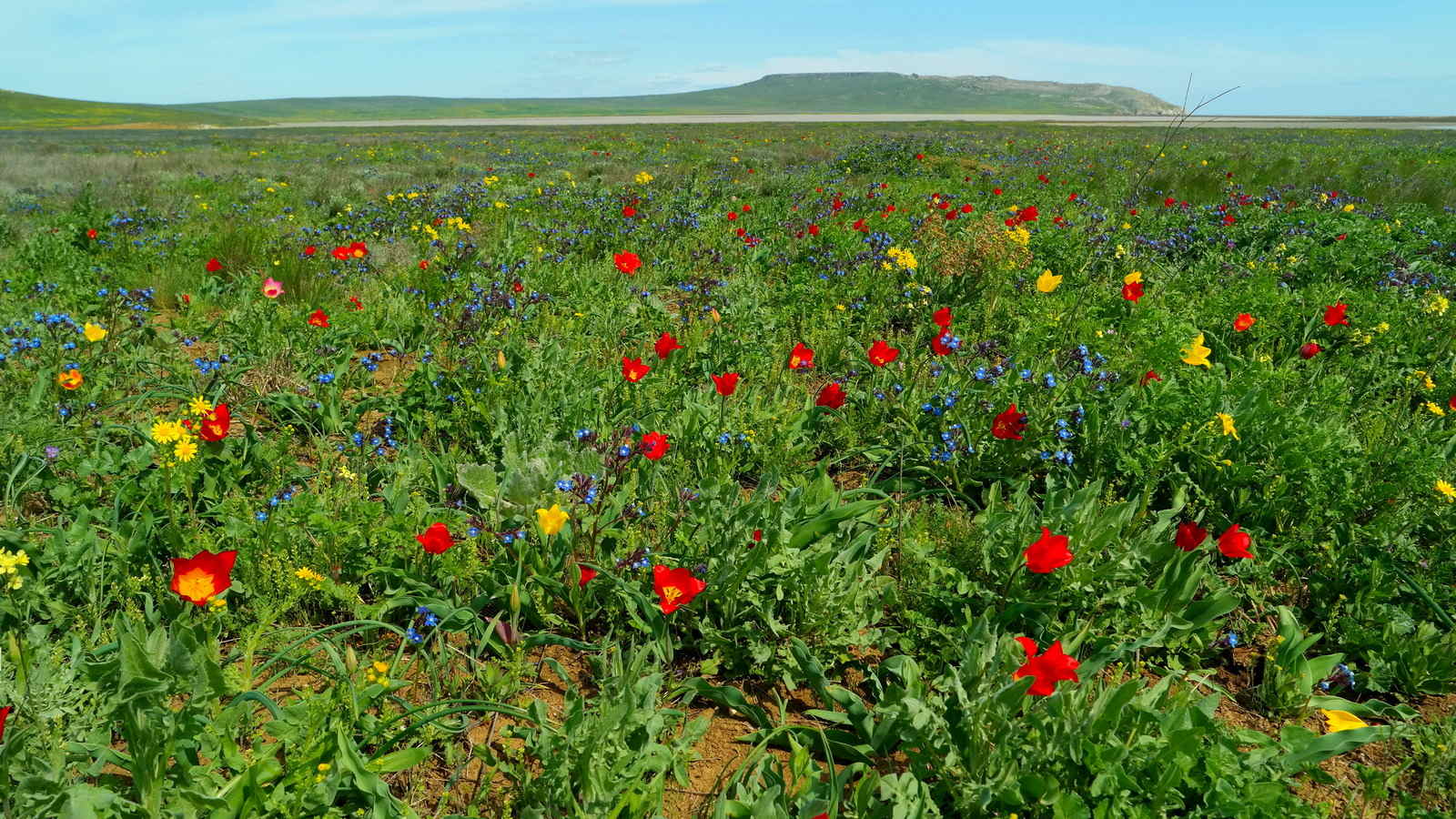 Опук, image of landscape/habitat.