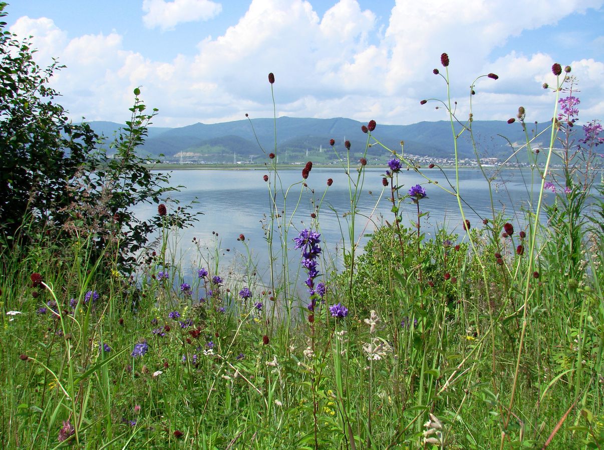 Мыс Шаманский, image of landscape/habitat.