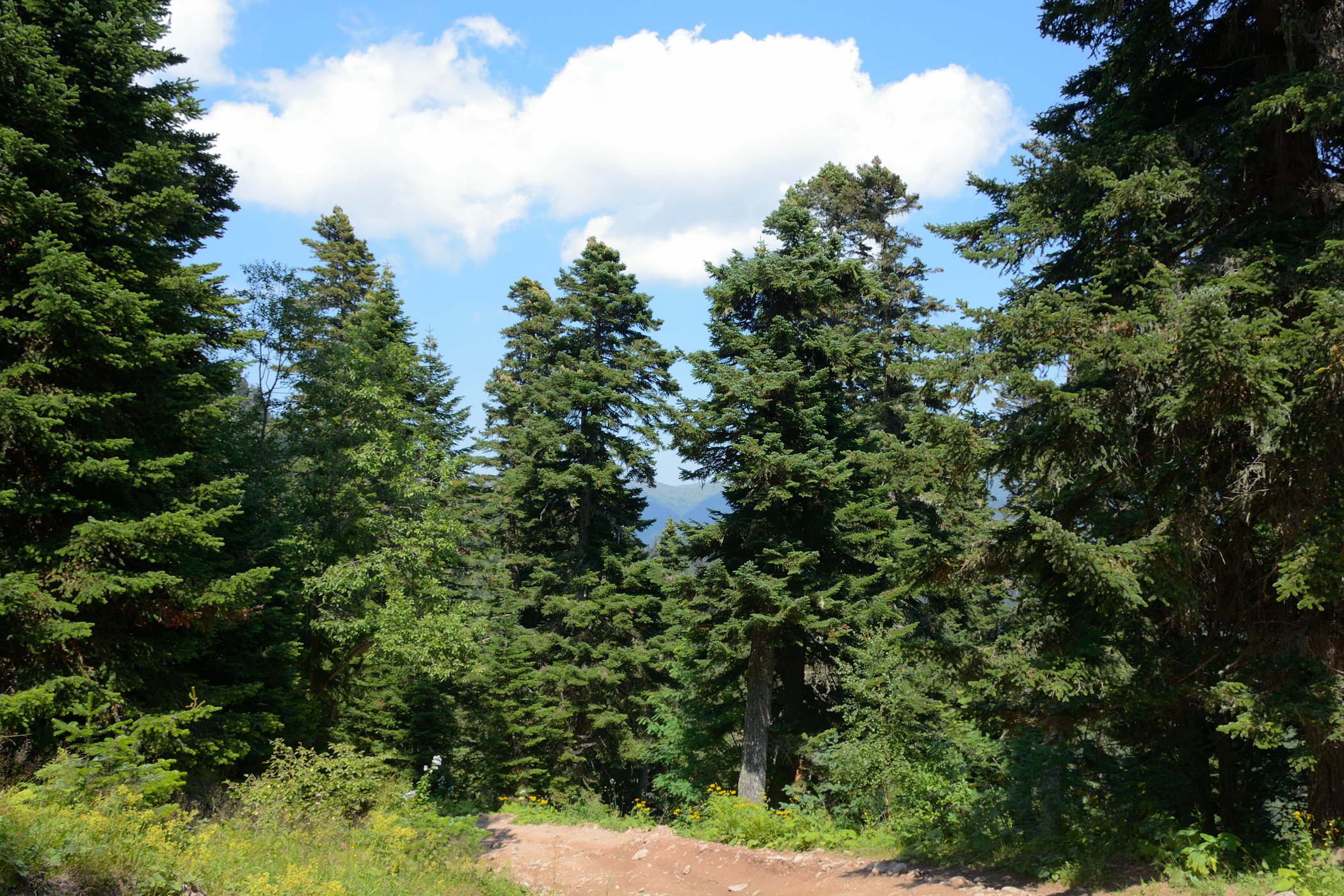 Водораздел ручьев Рожкао, image of landscape/habitat.