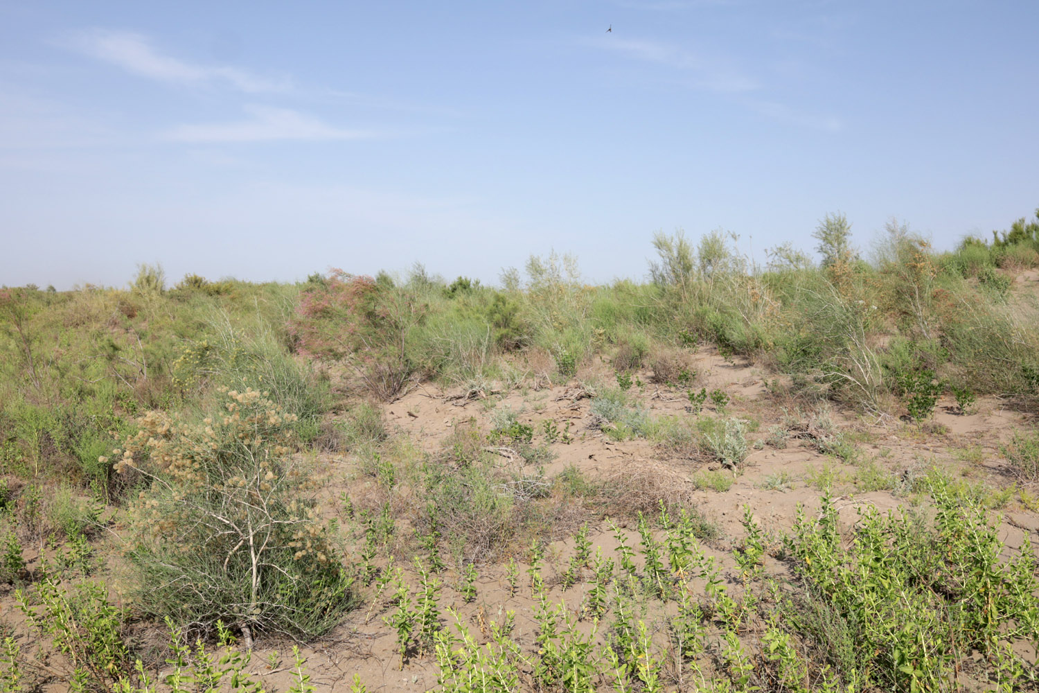 Окрестности кишлака Шадаказык, image of landscape/habitat.