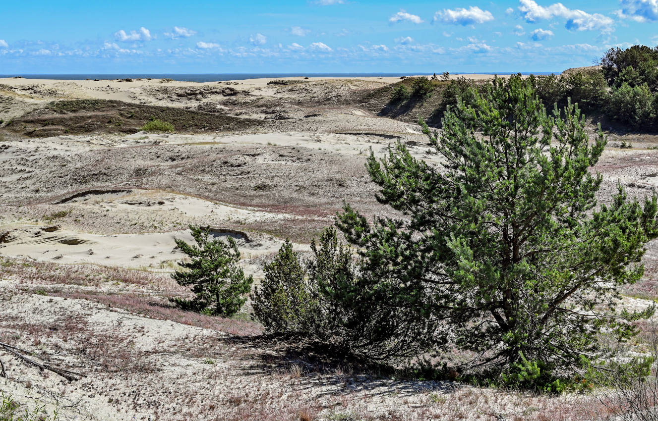Куршская коса, image of landscape/habitat.