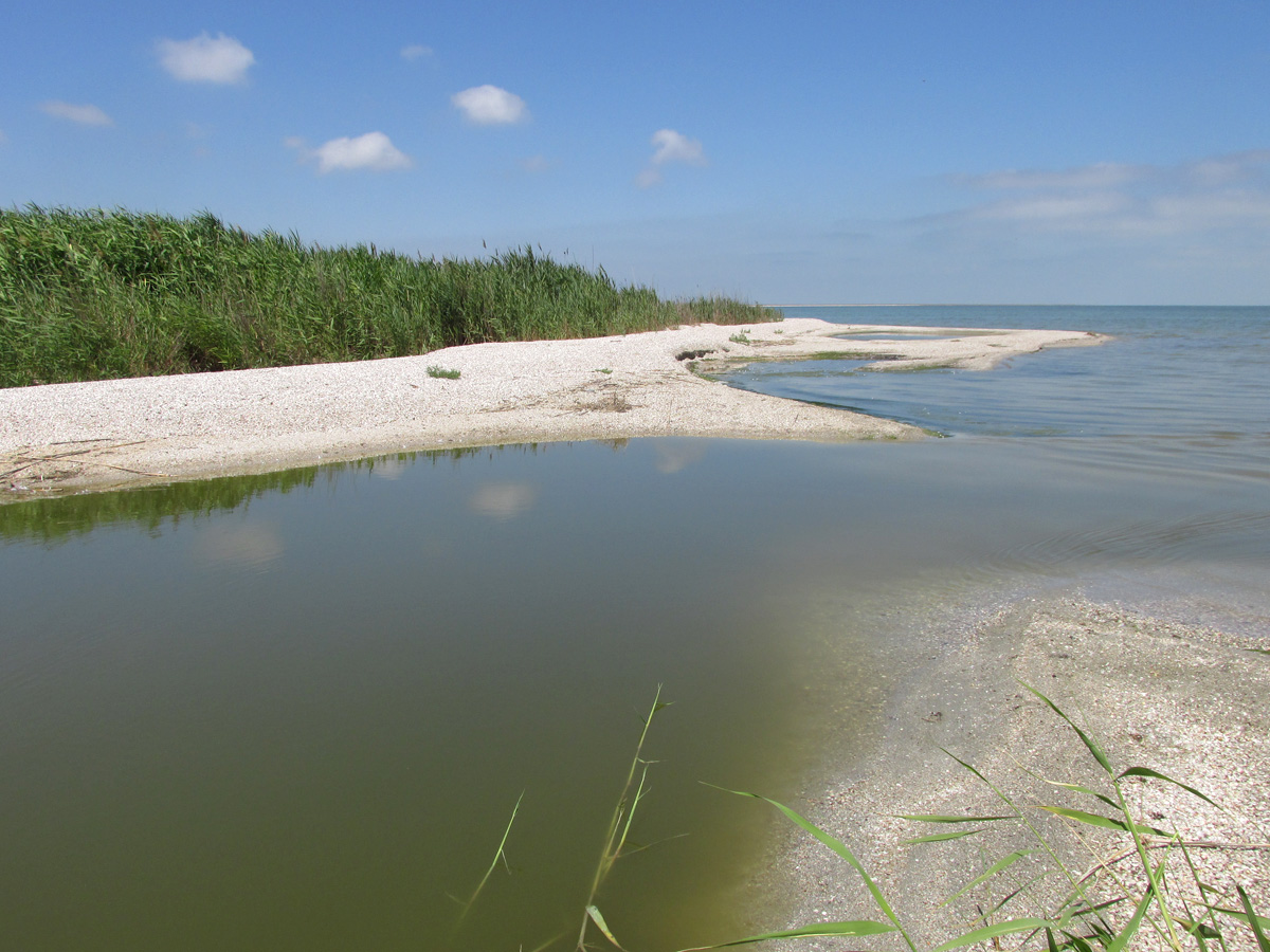 Заказник Присивашский, image of landscape/habitat.