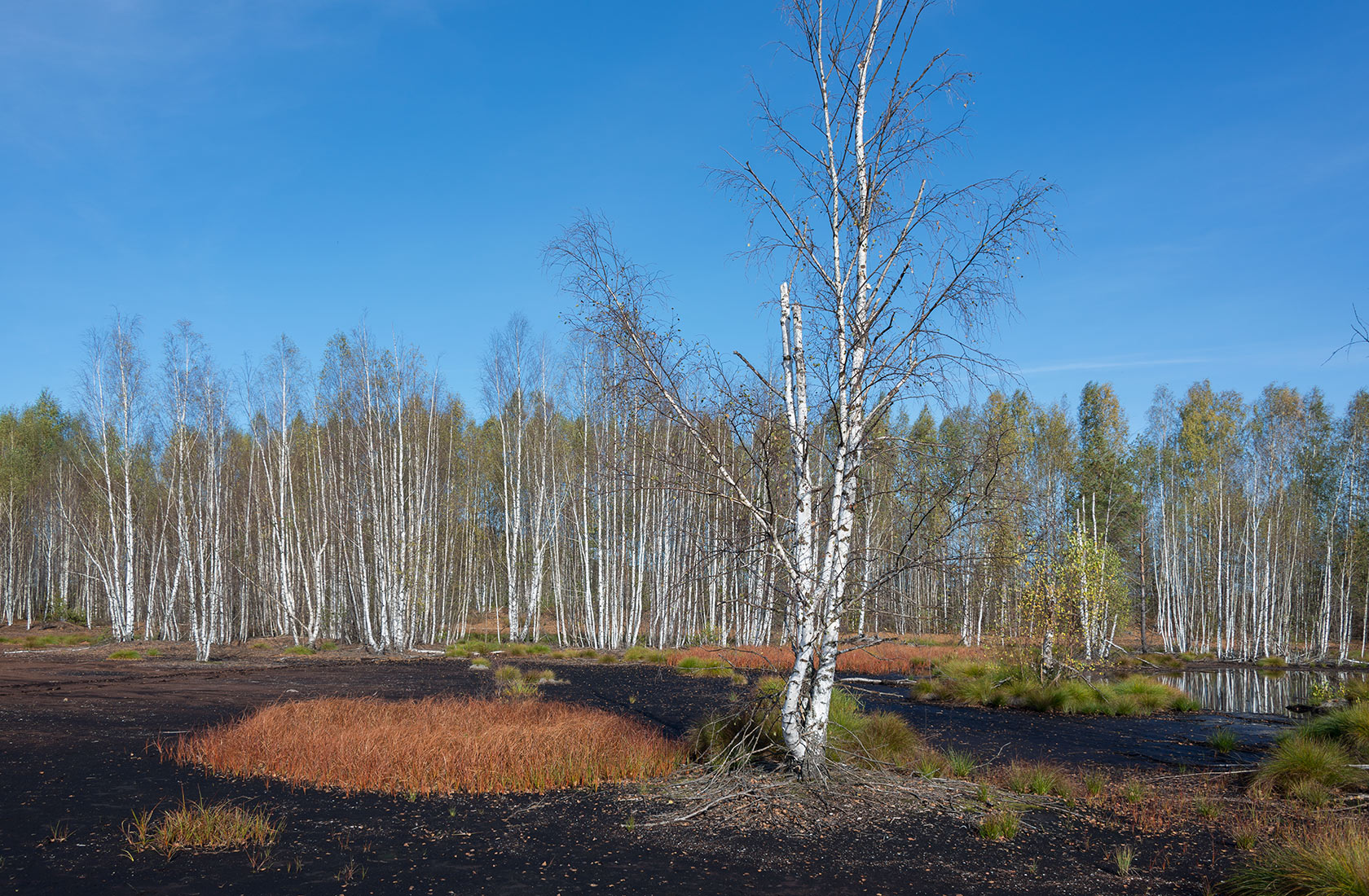 Большое Каринское Болото, image of landscape/habitat.