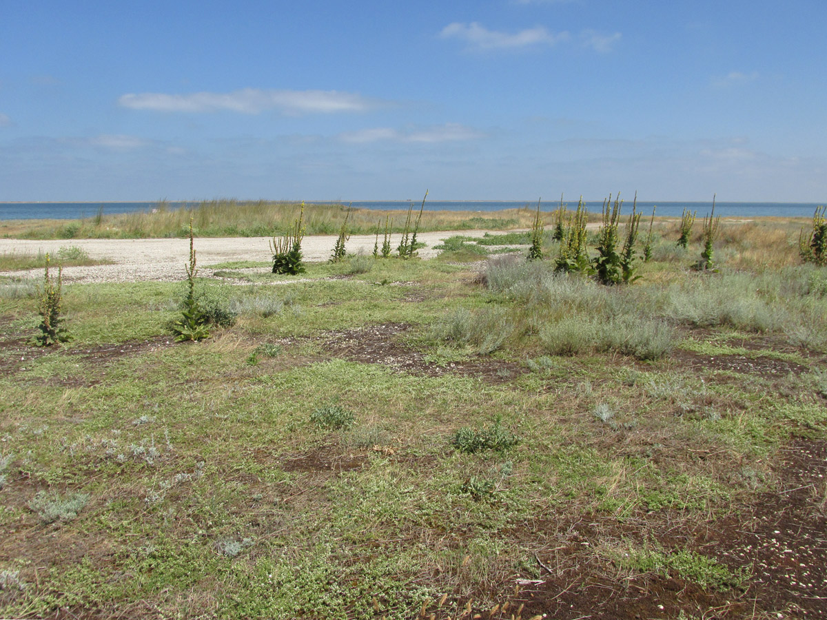 Заказник Присивашский, image of landscape/habitat.