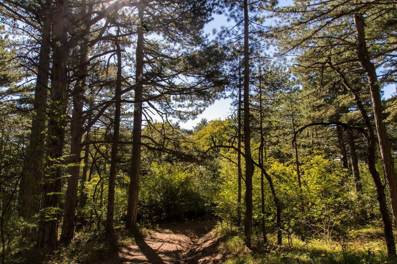 Никитская расселина, image of landscape/habitat.