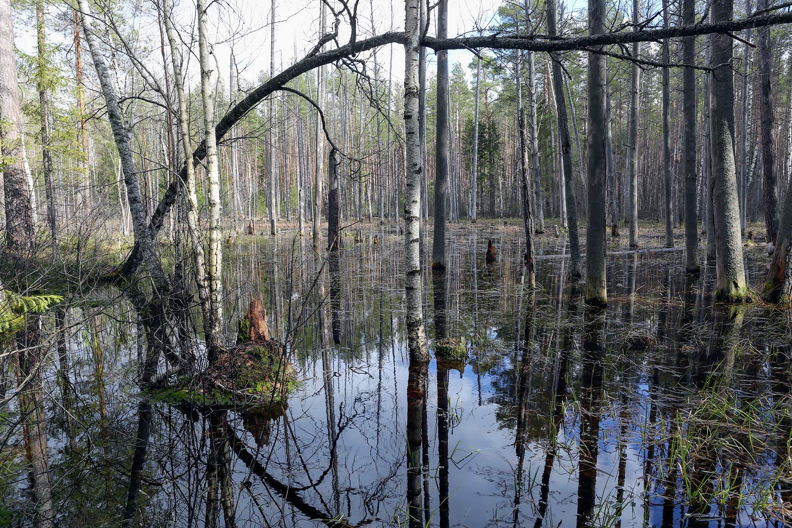 Кунчурихинский бор, image of landscape/habitat.