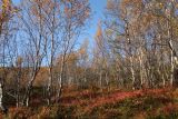 Горелая сопка, image of landscape/habitat.