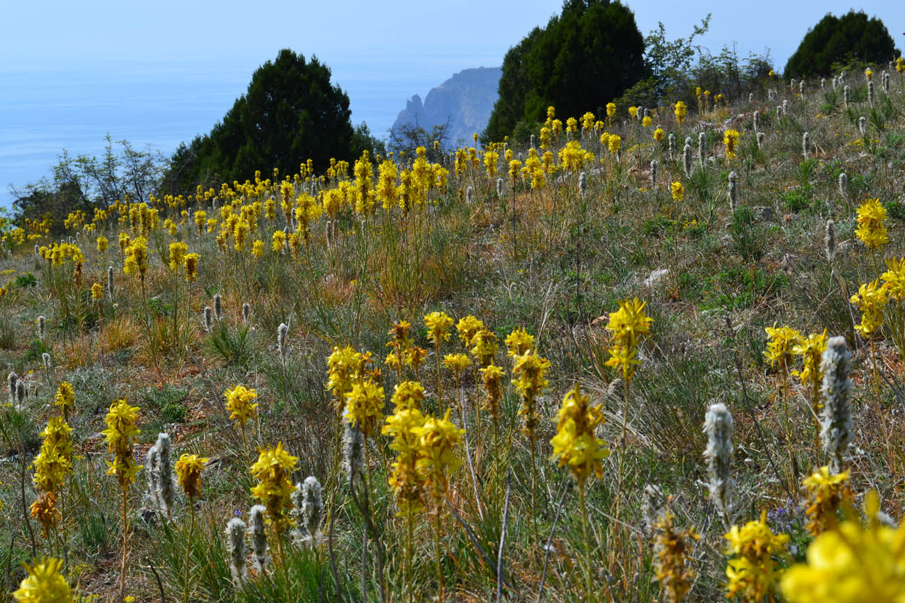 Караньское плато, image of landscape/habitat.