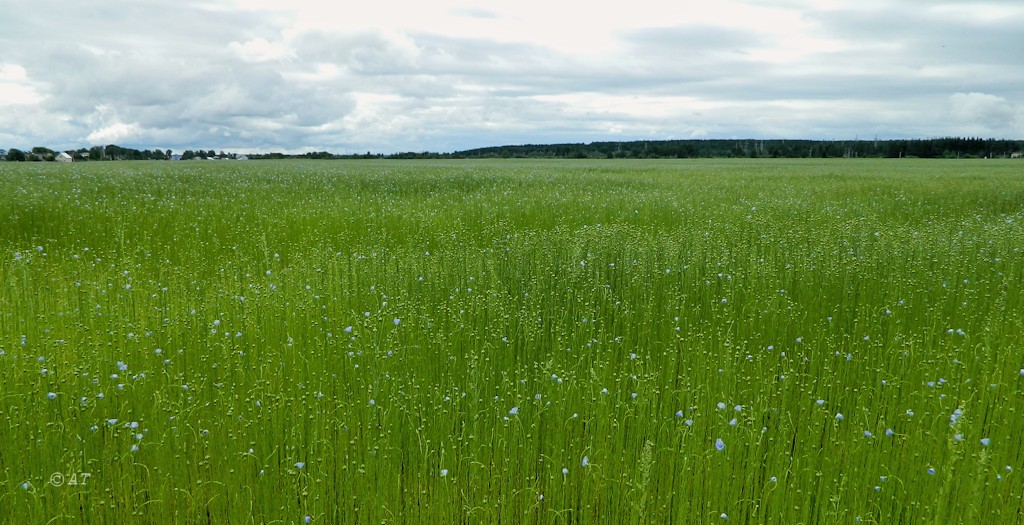 Великий Устюг, image of landscape/habitat.