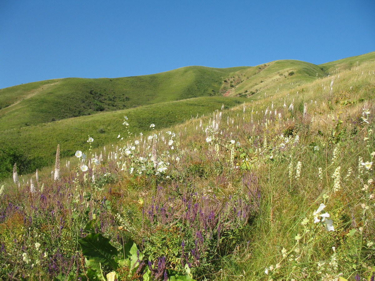 Мерке, image of landscape/habitat.