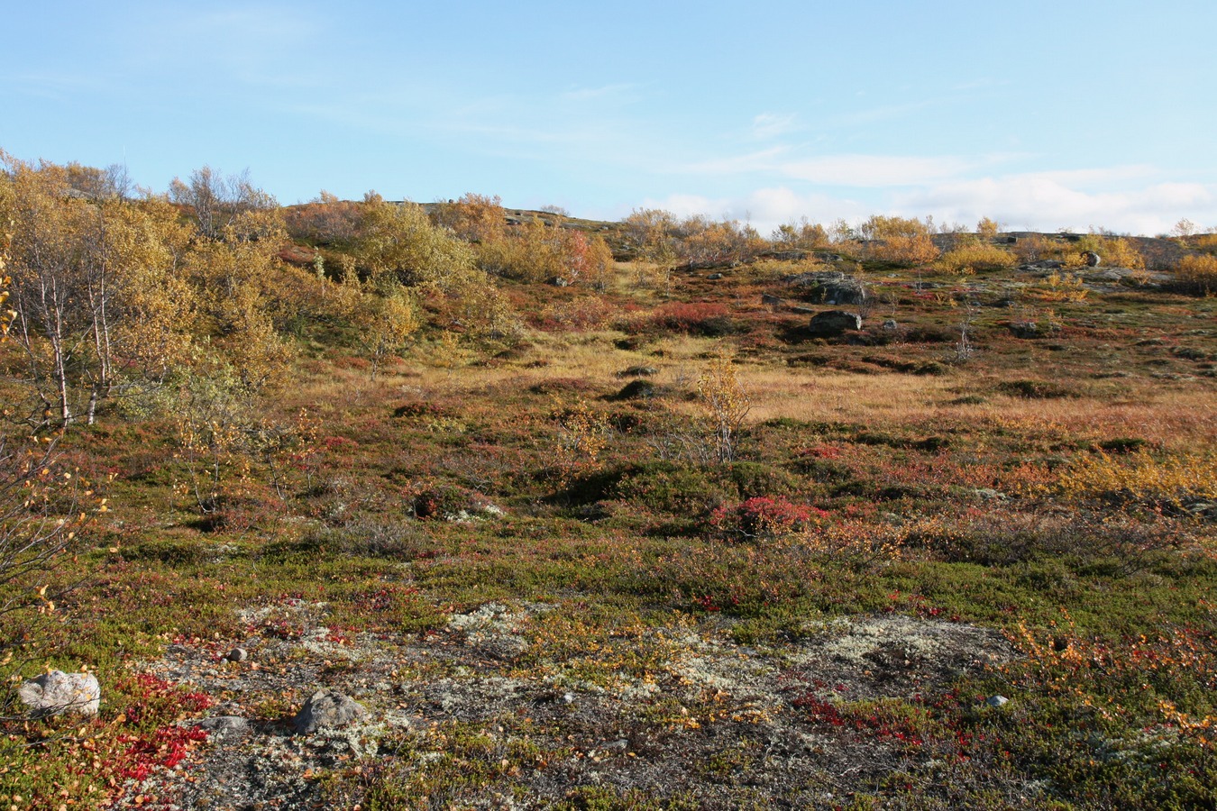 Горелая сопка, image of landscape/habitat.