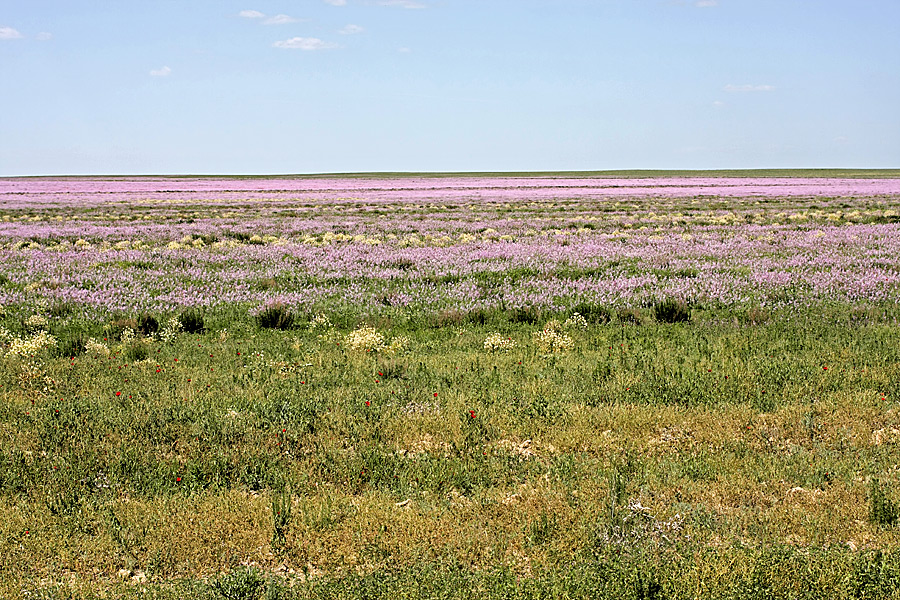 Задарьинская степь, image of landscape/habitat.