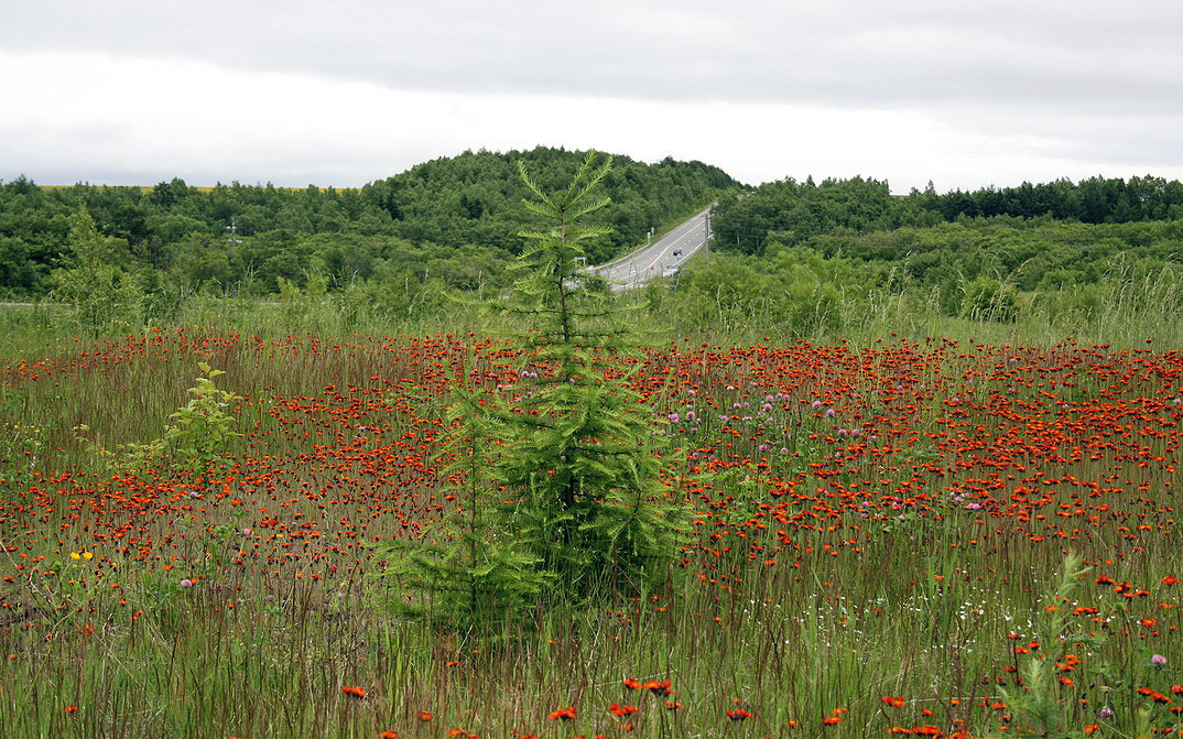 Южно-Сахалинск, image of landscape/habitat.