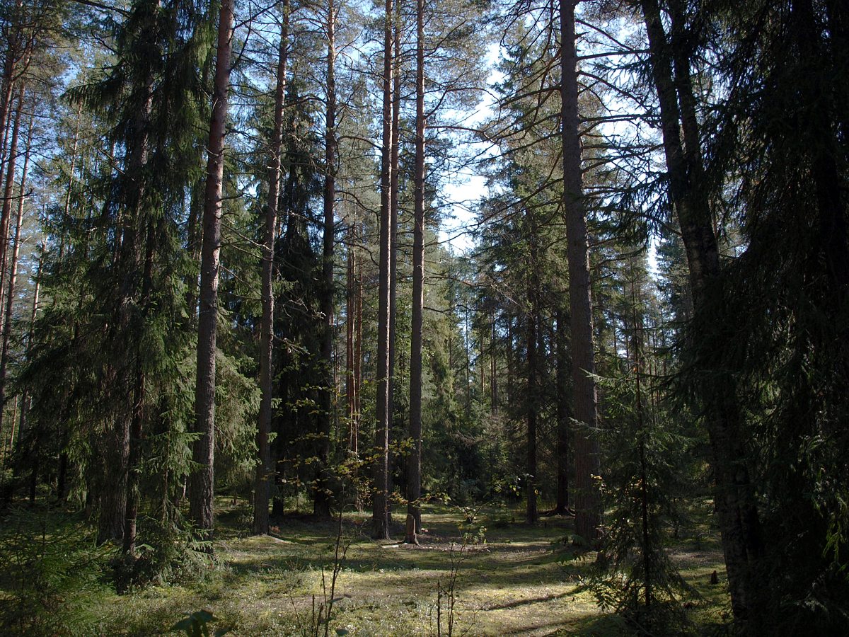 Лемболово, image of landscape/habitat.