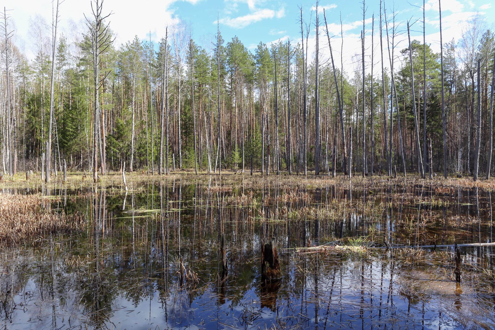 Кунчурихинский бор, image of landscape/habitat.