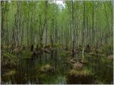 Урочище Торф, image of landscape/habitat.