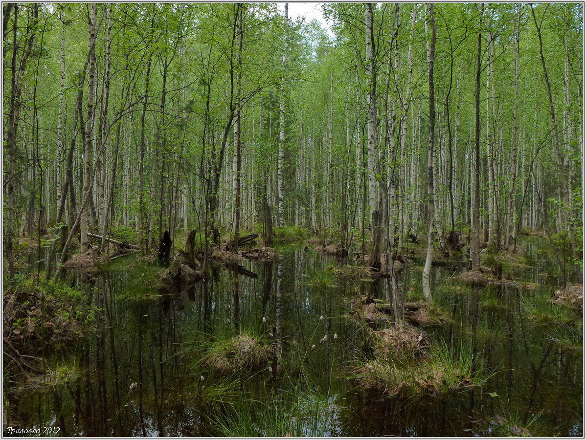 Урочище Торф, image of landscape/habitat.