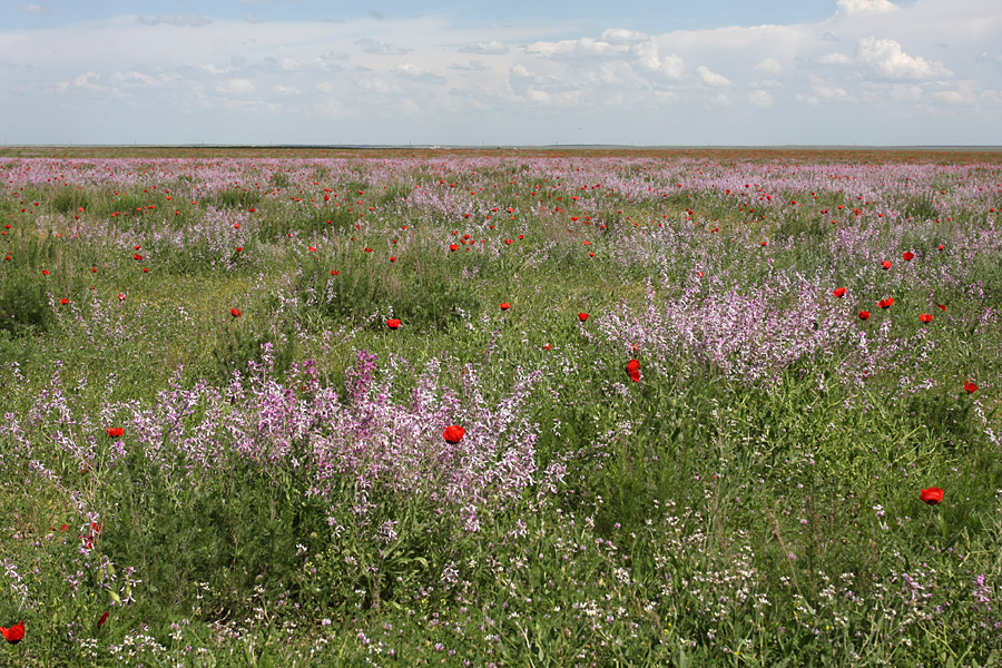 Задарьинская степь, image of landscape/habitat.