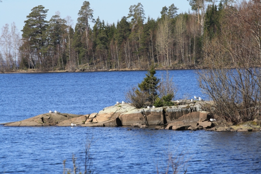 Остров Валаам, image of landscape/habitat.