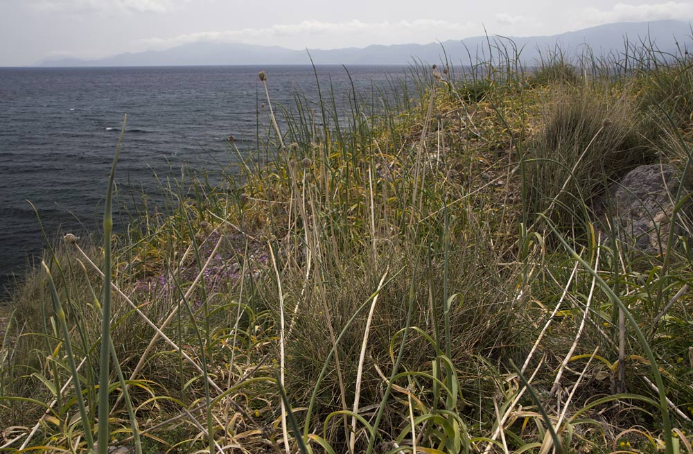 Монемвасия, image of landscape/habitat.