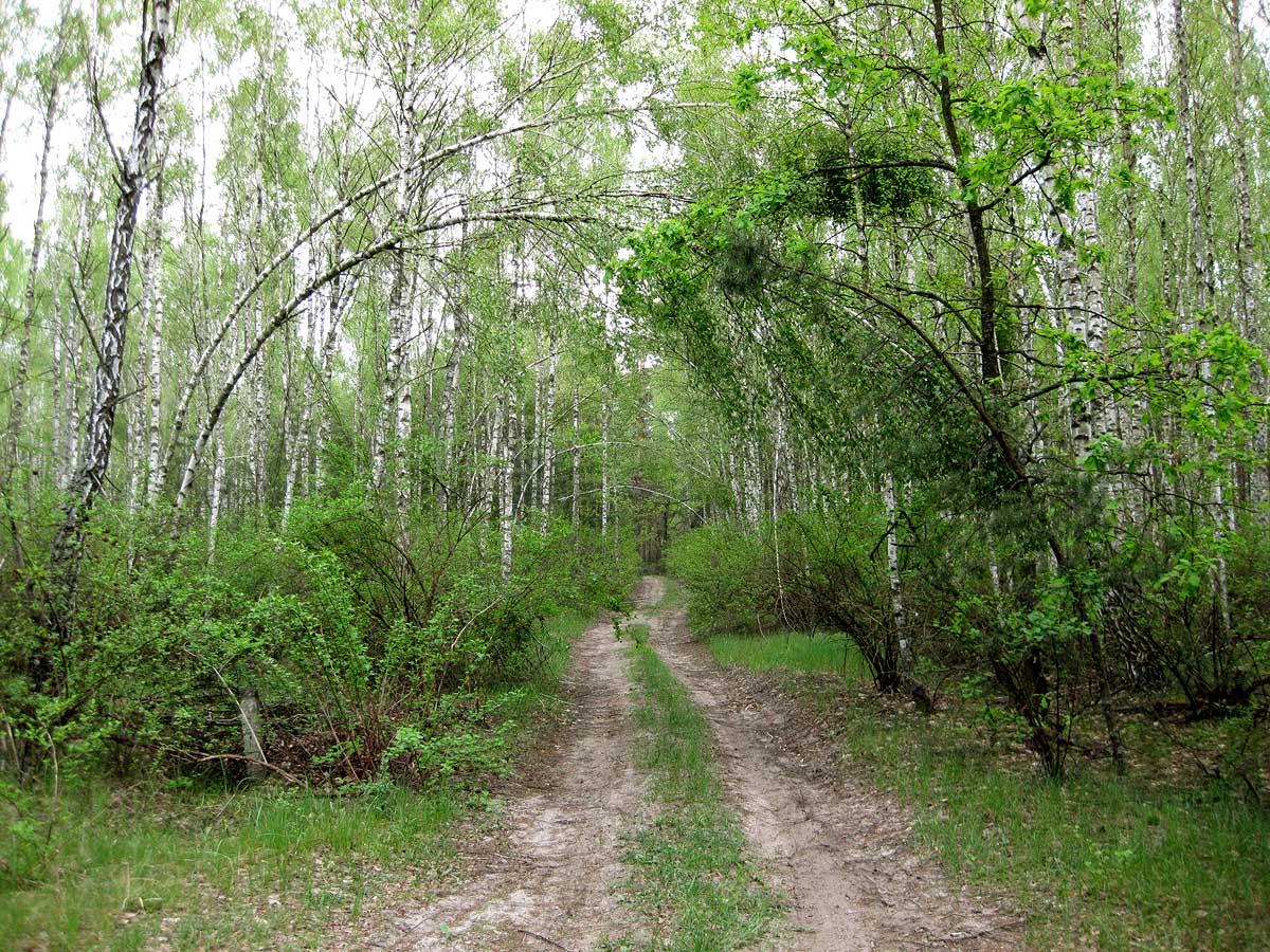 Лесники, боровая часть, изображение ландшафта.