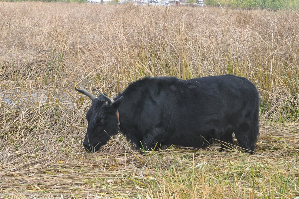 Озеро Ламуянгуо, image of landscape/habitat.