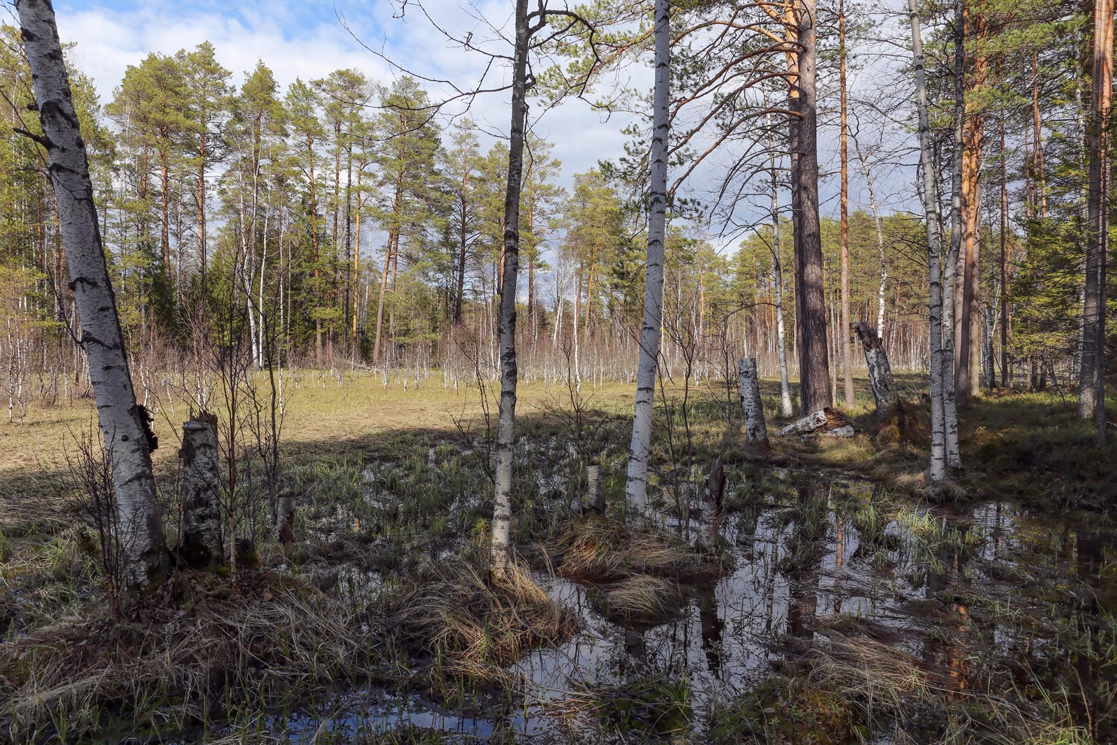 Кунчурихинский бор, image of landscape/habitat.