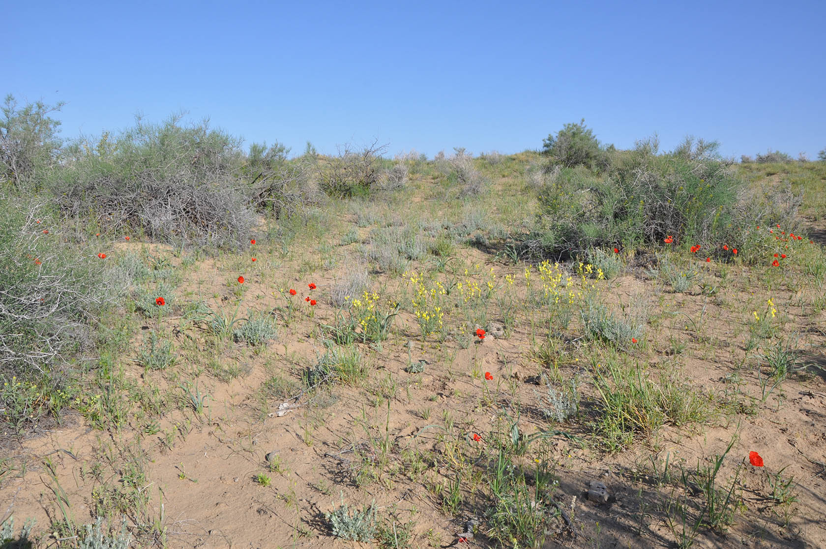 Узынтубек, image of landscape/habitat.