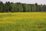 Image of landscape