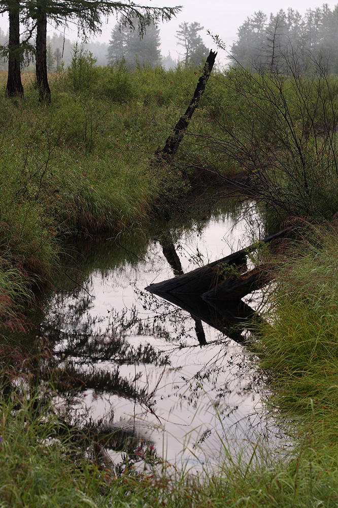 Окрестности Северного, image of landscape/habitat.