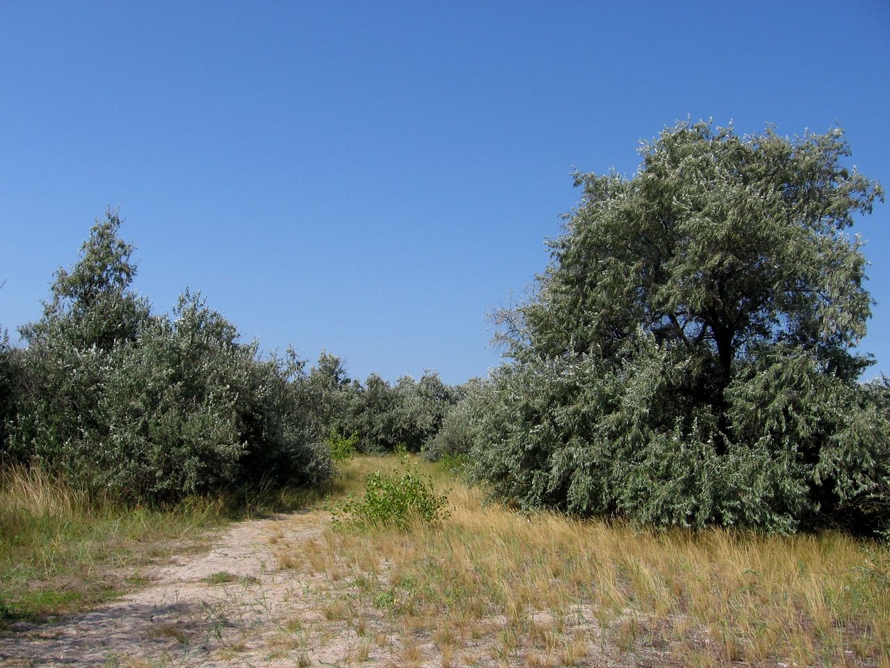 Бердянская коса, image of landscape/habitat.